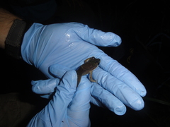 Lithobates vaillanti