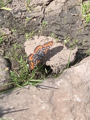 Euphydryas gillettii
