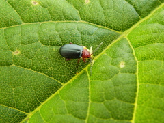 Phrynocepha deyrollei