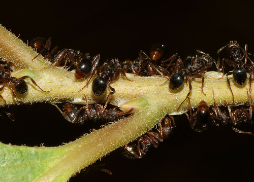 Myrmica spatulata
