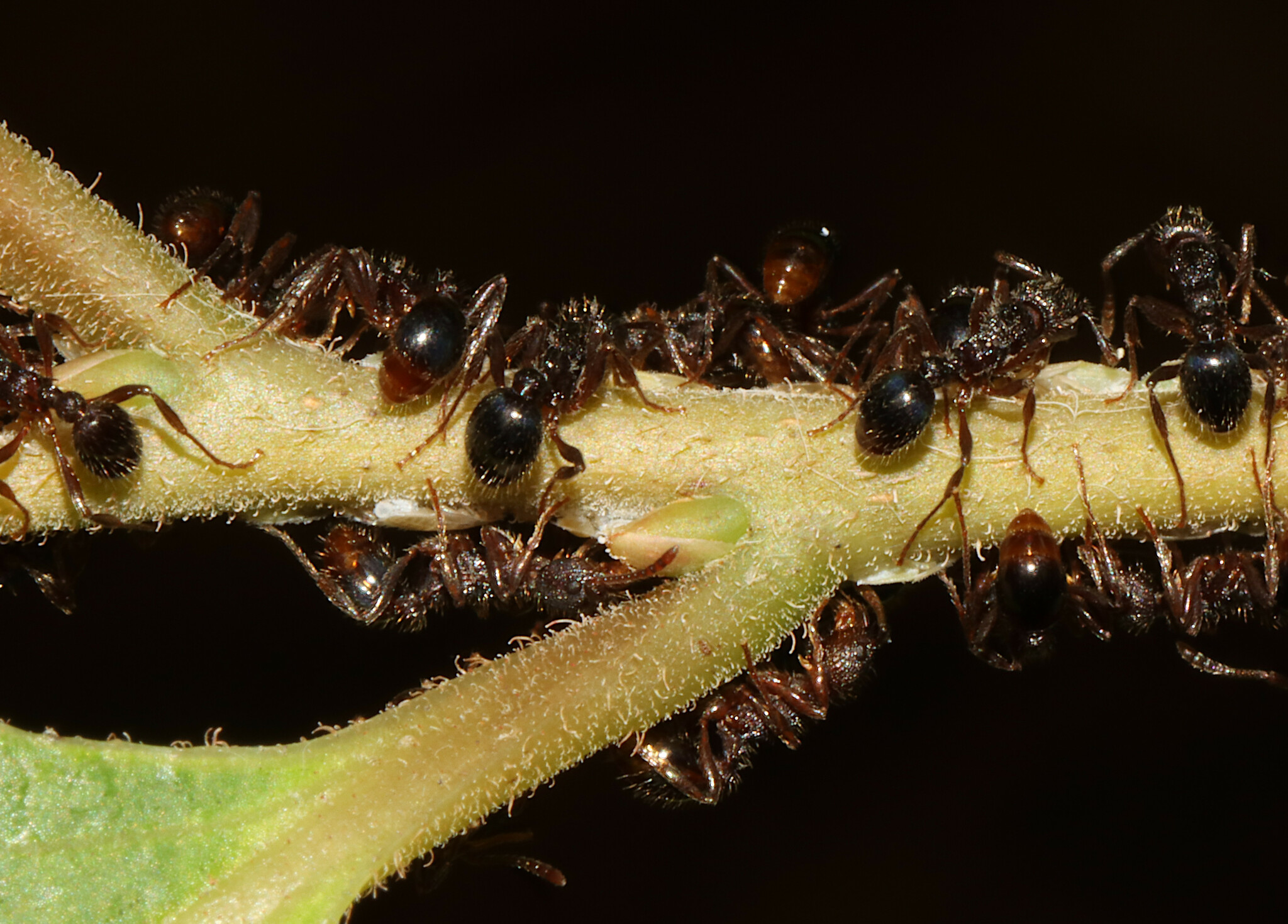 Myrmica spatulata