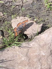 Euphydryas gillettii