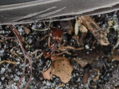 Odontomachus ruginodis