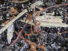 Odontomachus ruginodis