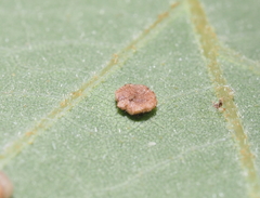 Neuroterus tantulus