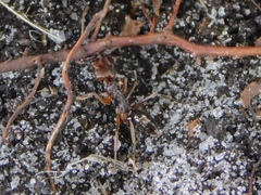 Odontomachus ruginodis