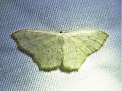 Scopula compensata