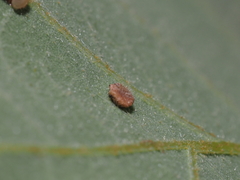 Neuroterus tantulus