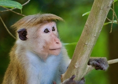 Macaca sinica