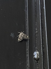 Hymenia perspectalis