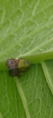 Ricanula pulverosa