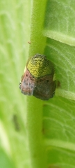 Ricanula pulverosa