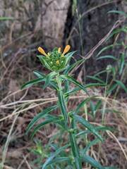 Collomia grandiflora