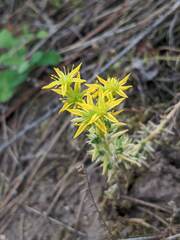 Sedum stenopetalum