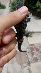 Sceloporus bulleri