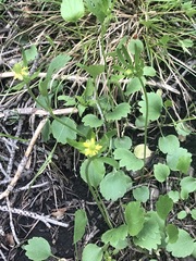 Ranunculus inamoenus