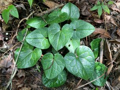 Hexastylis shuttleworthii