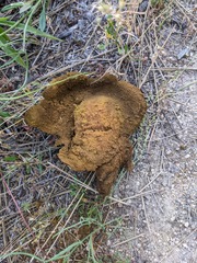 Calbovista subsculpta