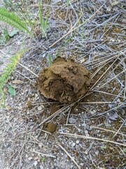 Calbovista subsculpta