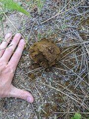 Calbovista subsculpta