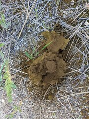 Calbovista subsculpta