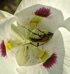 Lepturobosca chrysocoma