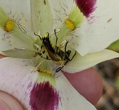 Lepturobosca chrysocoma