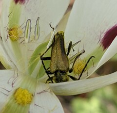 Lepturobosca chrysocoma
