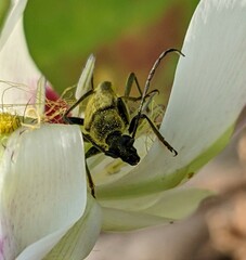 Lepturobosca chrysocoma
