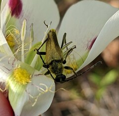 Lepturobosca chrysocoma
