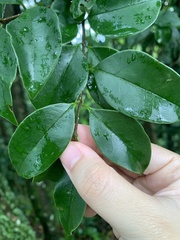 Ligustrum liukiuense