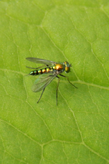 Condylostylus caudatus