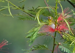Zosterops ceylonensis