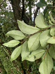 Ligustrum liukiuense