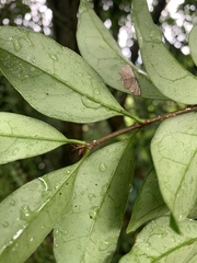 Ligustrum liukiuense