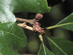 Andricus murtfeldtae