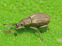 Aphrastus taeniatus