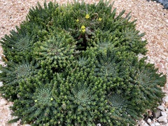 Euphorbia flanaganii