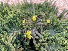Euphorbia flanaganii