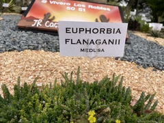 Euphorbia flanaganii