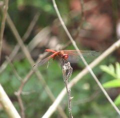 Dythemis rufinervis