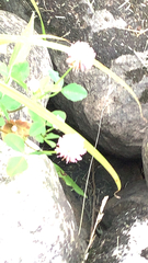 Trifolium hybridum