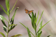Emesis phyciodoides
