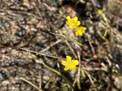 Ranunculus reptans