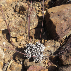 Eriogonum tenellum