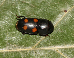 Glischrochilus obtusus