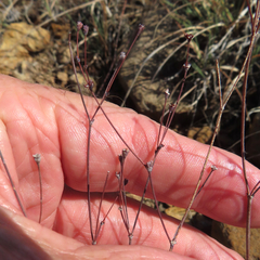 Eriogonum tenellum