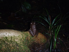 Lithobates vaillanti