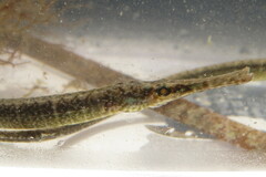 Syngnathus floridae
