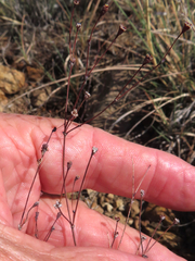 Eriogonum tenellum